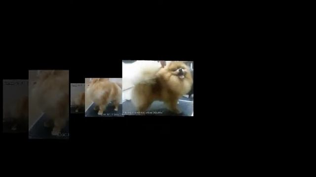 Ветеринарный центр ПИЖОН.Преображение шпица смотреть онлайн