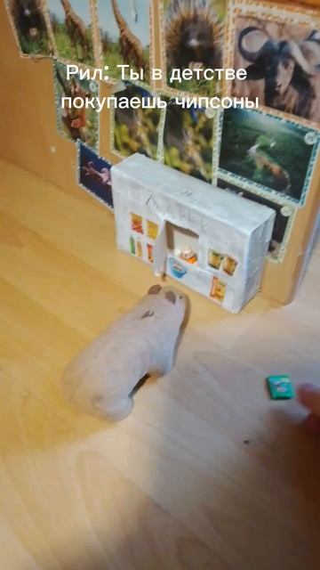 Капибарёнок Гоша