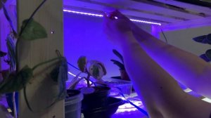 Обновление света на стеллаже! Клеим ФИТОЛЕНТУ!!!