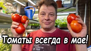 Самый ранний самый урожайный сорт томата - сбор плодов в начале мая