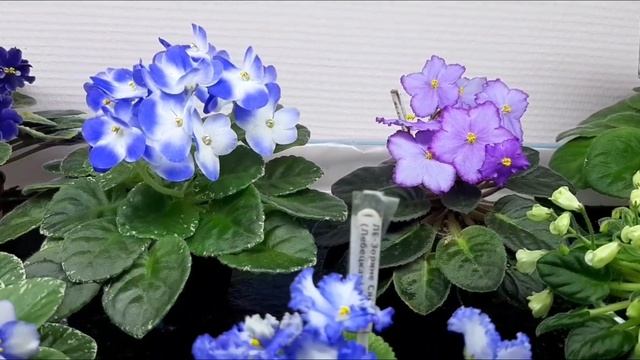 🌸Цветущие мини сенполии в ноябре🌸 обзор полки