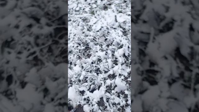 Чем зима порадовала нас в декабре