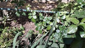 1000290550.mp4 Мои плетистые розы .