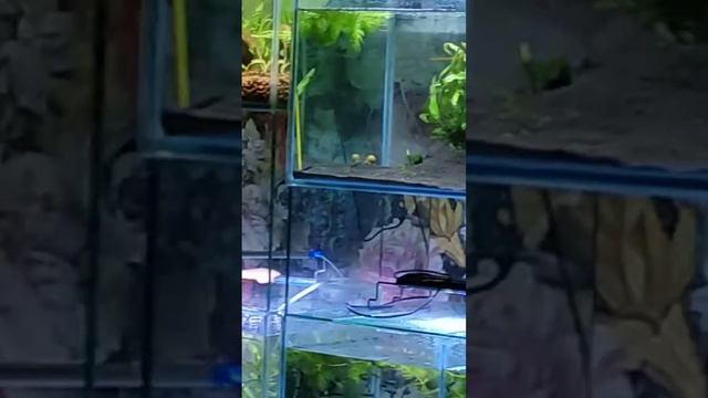 Стеклянная стойка на 500л. смотреть онлайн
