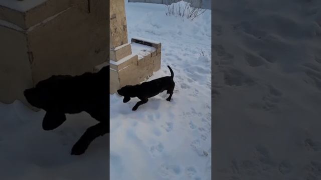 НАРЕЗКА.ПРИКОЛЫ.СМЕШНЫЕ МОИ ЖИВОТНЫЕ. смотреть онлайн