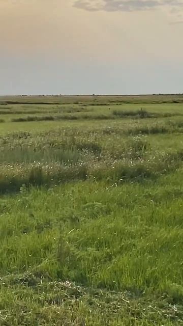 Самодельный трактор с косилкой в деле. #трактор #сельс? смотреть онлайн