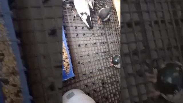 Битые голуби ( Зоги Ворон ) Уктам командира ( город Душа смотреть онлайн