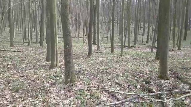 Коп у лісі з мд квест х-5 та Q-20 є цікаві знахідки . @Volodimir2 смотреть онлайн