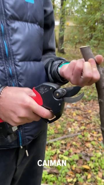 Аккумуляторный секатор CAIMAN #садоваятехника #gardening #сад смотреть онлайн