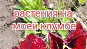 Что растет на моей клумбе