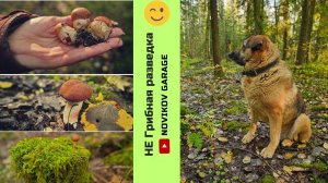 Грибная разведка 05 октября 2024. Всеволожский район.