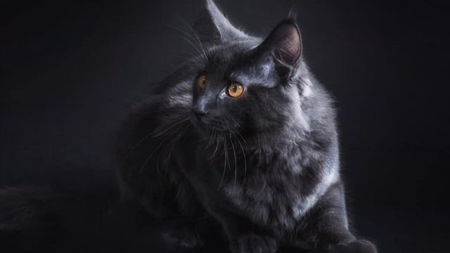 ❤️История черного кота Майка. Ставь❤️#blackcatmajk #cat #viral смотреть онлайн