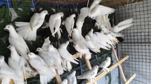 19.05.2025г Грузинские Белые и Чернохвостые на продажу,+79298223260 Константин