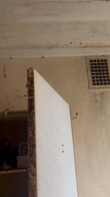 Тараканы 🪳 засуетились 😱