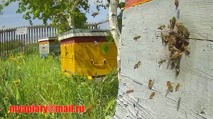 пчелиная пасека онлайн, Россия, Сибирь, Омск. Пчёлы: "делаем мёд и не жужжим" ) 2025.05.19