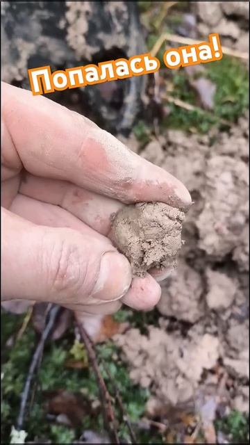 сигнал, копаем, вот... смотреть онлайн