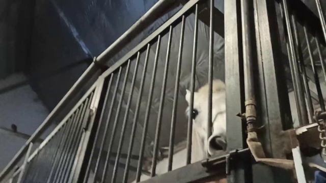 03.02.25 гЧЕ Конный клуб "Пегас"🔥💕... "Лучше-горькая правд смотреть онлайн