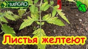 ЖЕЛТЕЮТ ЛИСТЬЯ - СУПЕРСРЕДСТВО ДРОЖЖИ! Если на нижних листьях пятна, листья вянут надо СРОЧНО...