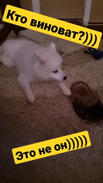Кто виноват ))) #шпиц #японскийшпиц #собака #dog