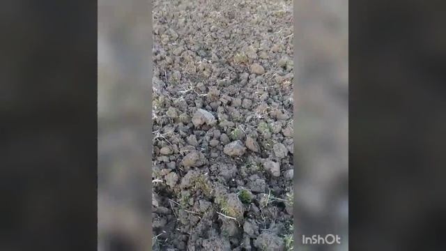 НА ЭТОЙ ЗЕМЛЕ НЕ СЕЯЛИ 18 ЛЕТ // ПОЕЗДКА НА МОТОБЛОКЕ // С? смотреть онлайн