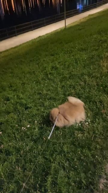 Микки на прогулке #москва #июнь2024 #шпиц смотреть онлайн