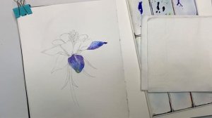 Рисуем аквилегию акварелью \ уроки акварели