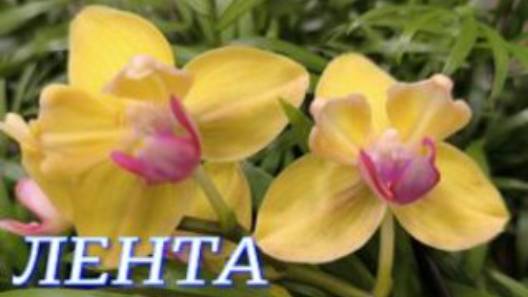 №1079/ ОБЗОР орхидей в ЛЕНТЕ смотреть онлайн