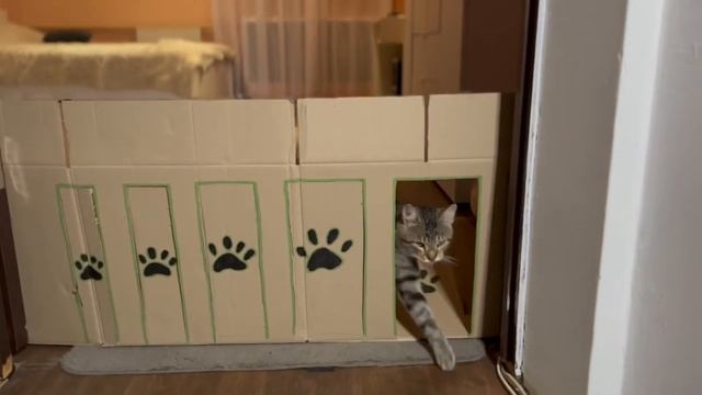 В НАСКОЛЬКО УЗКОЕ ОТВЕРСТИЕ ПРОЛЕЗЕТ КОТ, Челлендж ЧТОБЫ ВЫЖИТЬ. коты с озвучкой. смешные коты смотреть онлайн