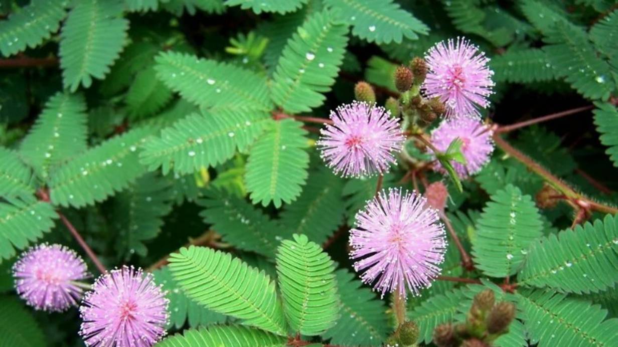 Пересадка Мимозы Стыдливой в отдельные горшки. смотреть онлайн