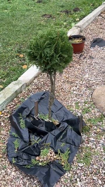 Подстригла тую - шарик, мой первый опыт аккумуляторным смотреть онлайн