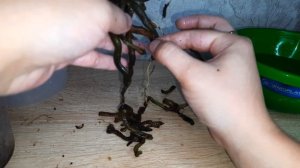 Пенёк. Ещё один способ получить детку орхидеи