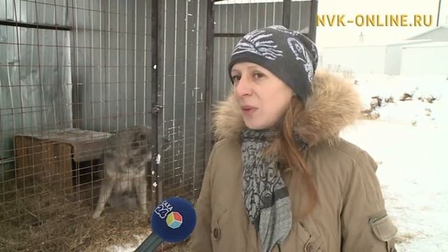 Дьокуускайга ыттары быстах кэмҥэ тутар пууҥҥа аҥаардас бу ыйга 50 ыты аҕалбыттар