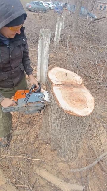 Бензопила для деликатных задач шина 75 см #660 #zimani #chainsaw смотреть онлайн