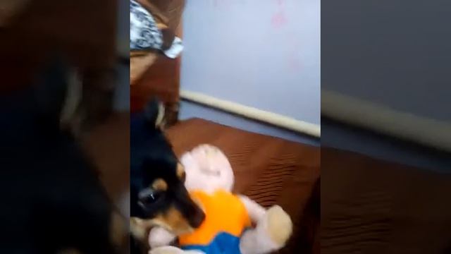 Какой лежак удобнее большой или маленький смотреть онлайн
