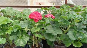 предложение черенков.