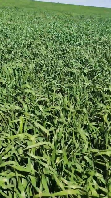 #тренды #волгоград #кфх #сезон2023 #сельхозтехника #сельс смотреть онлайн