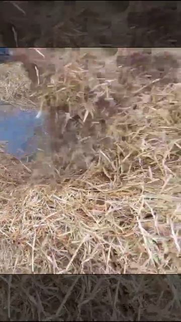 Измельчитель сена соломы корнеплодов 89530721263. Изготов? смотреть онлайн