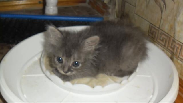 КОТИК ХОДИТ НА УНИТАЗ, КАК НАУЧИТЬ? смотреть онлайн