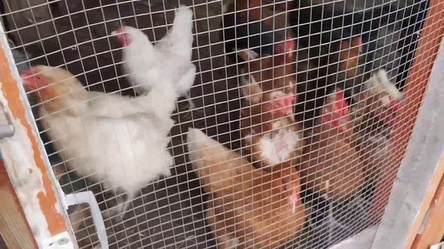 Прогноз погоды не обманул, дождь периодически, постоянно!😃👋 смотреть онлайн