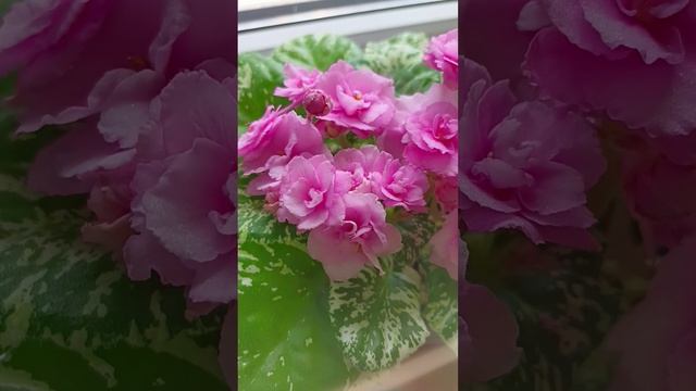 Фиалка сорта Rose Bouquet! смотреть онлайн