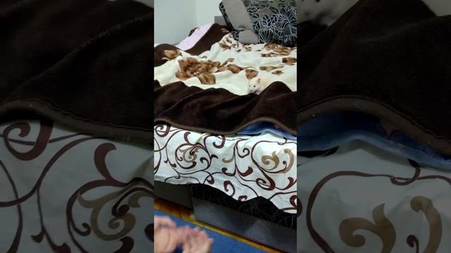 Прыжок веры хомяка