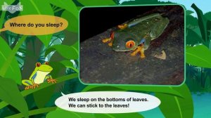 Meet the Animals 33_ Red-Eyed Tree Frog _ Level 2 _ By Little Fox