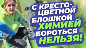 КАК БОРОТЬСЯ С КРЕСТОЦВЕТНОЙ БЛОШКОЙ