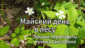 Майские первоцветы в лесу