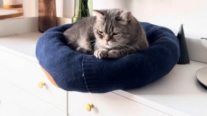 Лежанка для котика своими руками: быстро и без затрат