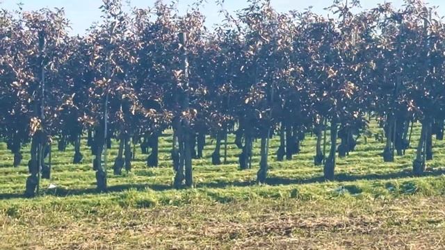 Смена времен года в Германии @NikaNikaChannel Физкультура нуж