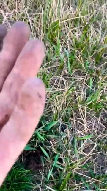 СТАРИННЫЕ КОЛЬЦА#коп#металлоискатель#кольца смотреть онлайн