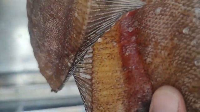 Камчатский Ёрш холодного копчения с икоркой. ФАВ Пище?