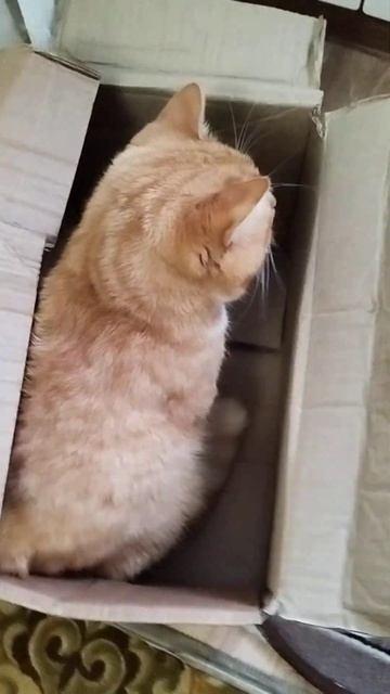 Новый дом для рыжего друга и любимого су-шефа. Такого м смотреть онлайн