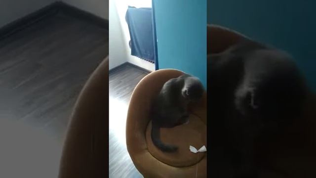 пуфик для нашего кота смотреть онлайн